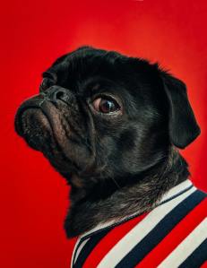 photo of cute pug dog Photo by Charles Deluvio on Unsplash at https://unsplash.com/photos/DziZIYOGAHc