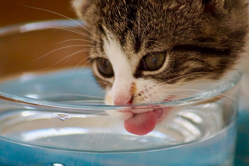 Tips for keeping your pets cool in summer - make sure they have lots of water!